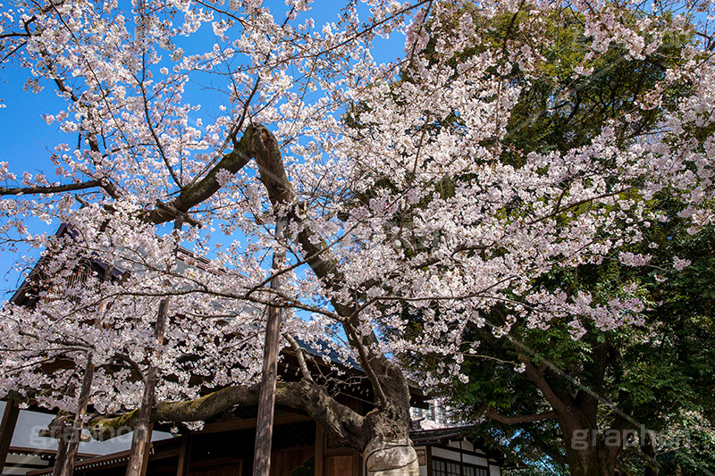 満開の標本木,標本木,基準,観測,東京,ソメイヨシノ,靖国神社,靖国,政治,神社,shrine,japan,spring,春,開花,花見,お花見,サクラ,さくら,桜,参拝,お参り,千代田区,九段下,境内,満開,さくらまつり,blossom,フルサイズ撮影
