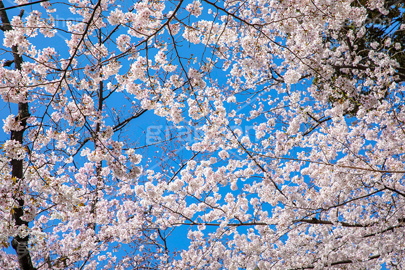 満開,サクラ,さくら,桜,花見,お花見,自然,青空,花びら,さくらまつり,blossom,japan,spring,flower,花,春,フルサイズ撮影