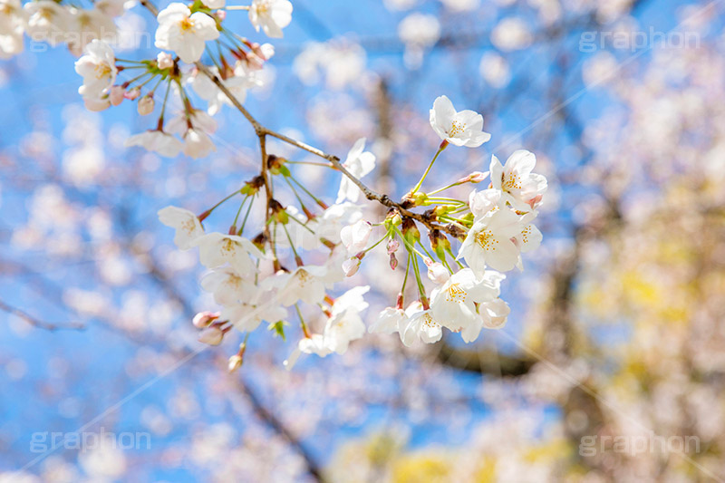 開花,サクラ,さくら,桜,花見,お花見,自然,青空,つぼみ,蕾,花びら,さくらまつり,blossom,japan,spring,flower,花,春,フルサイズ撮影,枝