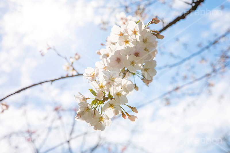 開花,サクラ,さくら,桜,花見,お花見,自然,青空,つぼみ,蕾,花びら,さくらまつり,blossom,japan,spring,flower,花,春,フルサイズ撮影,枝,逆光