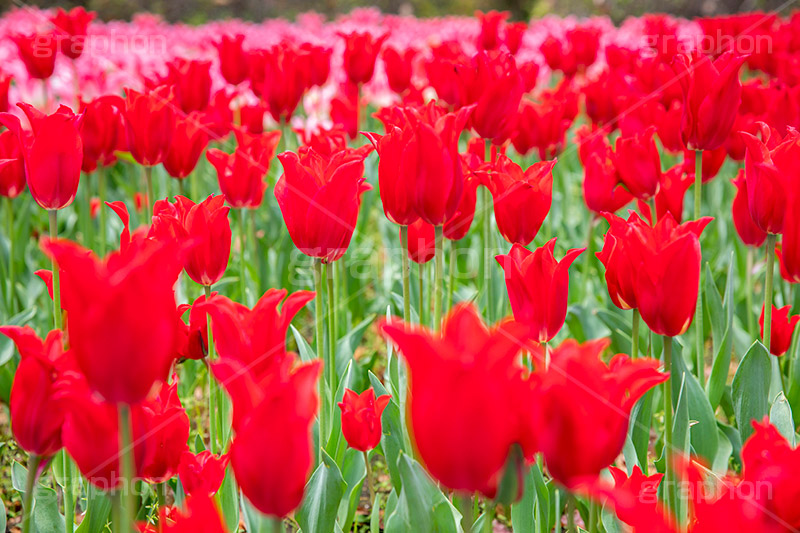 満開のチューリップ,チューリップ,チューリップ畑,ちゅーりっぷ,花,お花,フラワー,はな,花畑,キレイ,きれい,綺麗,満開,咲,咲いた,さいた,春,花壇,tulip,spring,flower,フルサイズ撮影