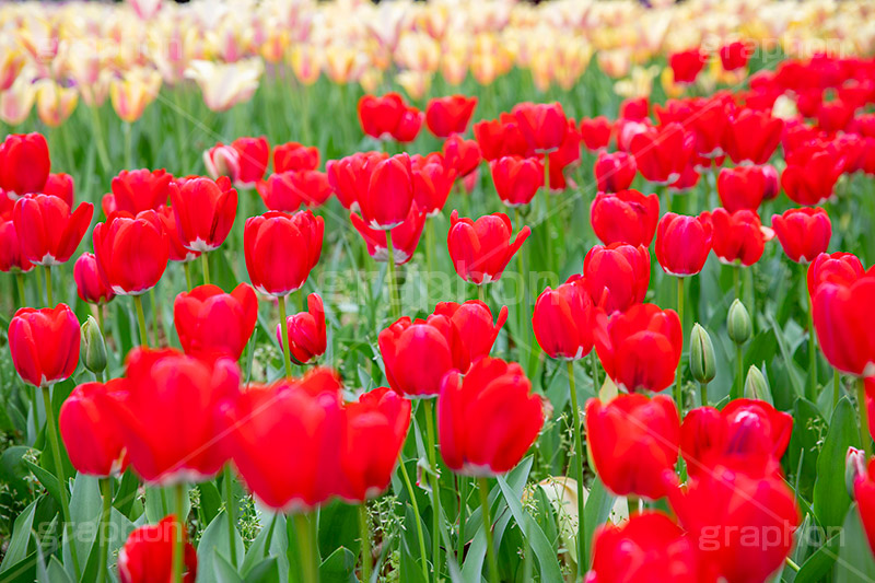 満開のチューリップ,チューリップ,チューリップ畑,ちゅーりっぷ,花,お花,フラワー,はな,花畑,キレイ,きれい,綺麗,満開,咲,咲いた,さいた,春,花壇,tulip,spring,flower,フルサイズ撮影