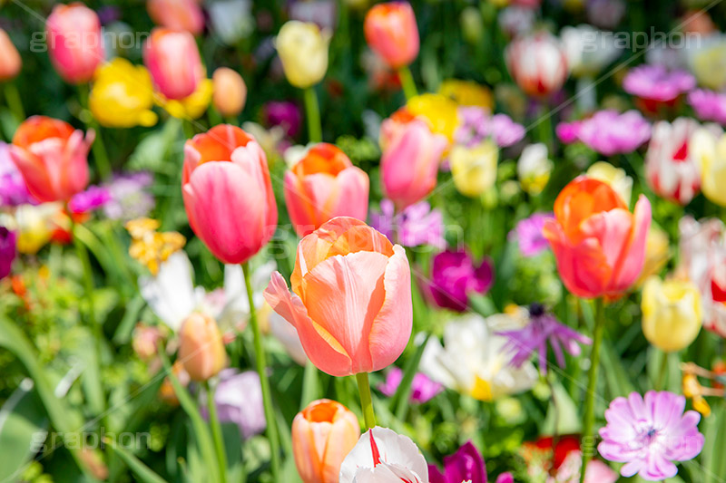 春の花壇,花壇,花畑,花,お花,フラワー,はな,flower,spring,tulip,咲,春,花弁,綺麗,きれい,キレイ,チューリップ,ちゅーりっぷ,フルサイズ撮影