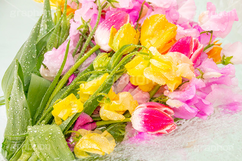 Watering flowers,水やり,水しぶき,潤い,春の花束,スプリング,春,ガーリー,パステル,花,フラワー,カラフル,チューリップ,スイートピー,水滴,しずく,flower,colorful,tulip,spring,pastel