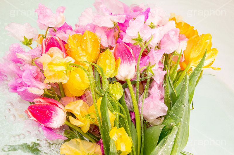 Watering flowers,水やり,水しぶき,潤い,春の花束,スプリング,春,ガーリー,パステル,花,フラワー,カラフル,チューリップ,スイートピー,水滴,しずく,flower,colorful,tulip,spring,pastel