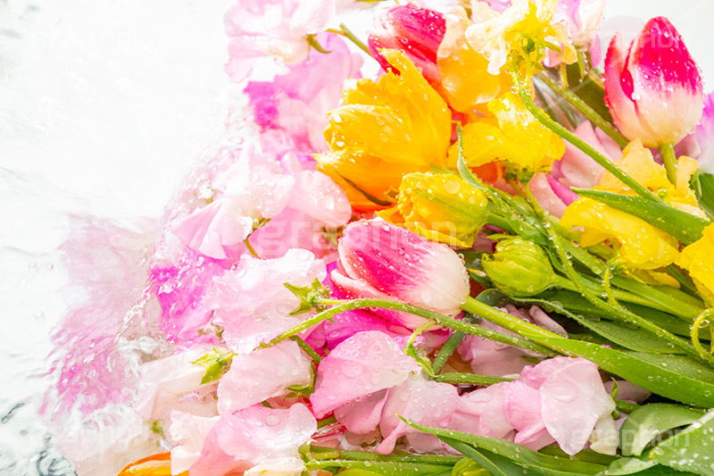 Watering flowers,水やり,水しぶき,潤い,春の花束,スプリング,春,ガーリー,パステル,花,フラワー,カラフル,チューリップ,スイートピー,水滴,しずく,flower,colorful,tulip,spring,pastel