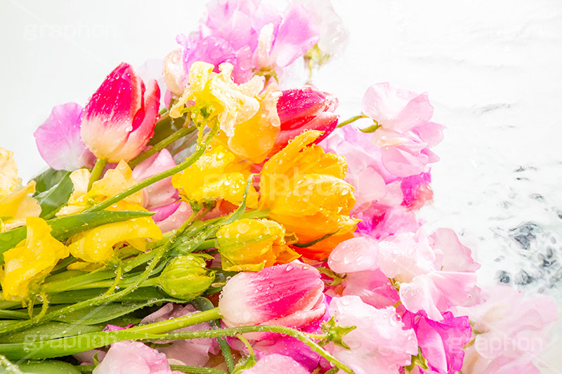 Watering flowers,水やり,水しぶき,潤い,春の花束,スプリング,春,ガーリー,パステル,花,フラワー,カラフル,チューリップ,スイートピー,水滴,しずく,flower,colorful,tulip,spring,pastel