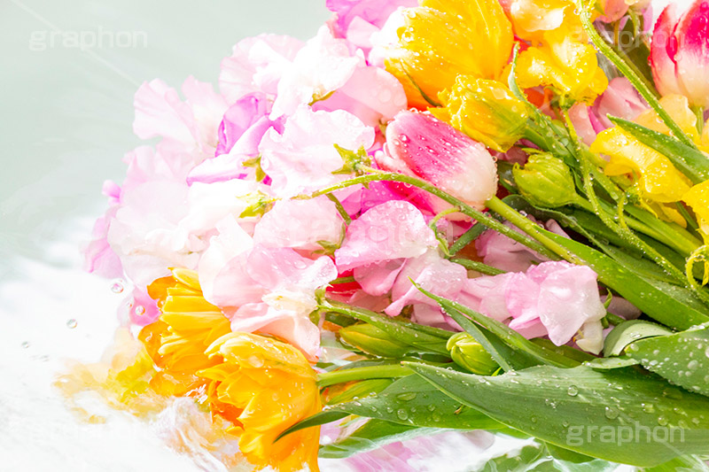 Watering flowers,水やり,水しぶき,潤い,春の花束,スプリング,春,ガーリー,パステル,花,フラワー,カラフル,チューリップ,スイートピー,水滴,しずく,flower,colorful,tulip,spring,pastel