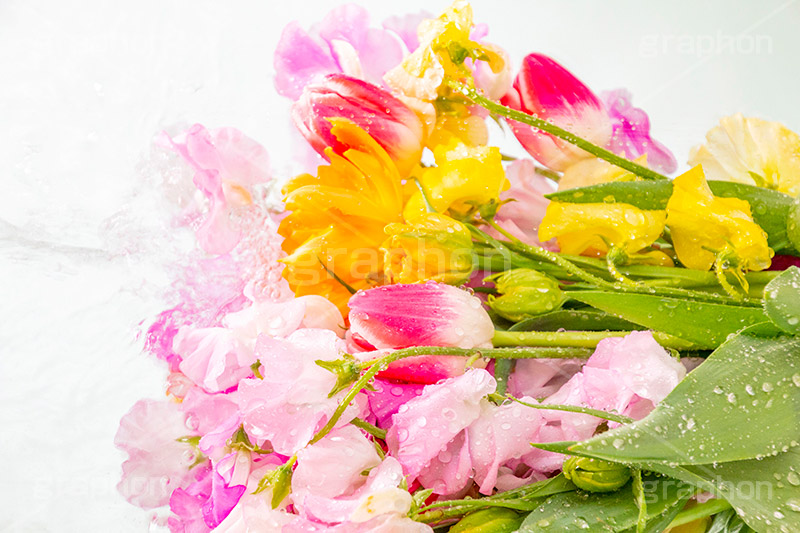 Watering flowers,水やり,水しぶき,潤い,春の花束,スプリング,春,ガーリー,パステル,花,フラワー,カラフル,チューリップ,スイートピー,水滴,しずく,flower,colorful,tulip,spring,pastel