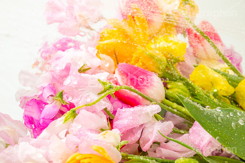 Watering flowers,水やり,水しぶき,潤い,春の花束,スプリング,春,ガーリー,パステル,花,フラワー,カラフル,チューリップ,スイートピー,水滴,しずく,flower,colorful,tulip,spring,pastel