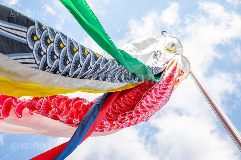 青空を泳ぐ鯉のぼり,こいのぼり,鯉のぼり,5月5日,端午,節句,供物,こどもの日,子供の日,こども,子供,男の子,和,文化,japan,event,kids,風習,行事,しっぽ,尻尾,フルサイズ撮影