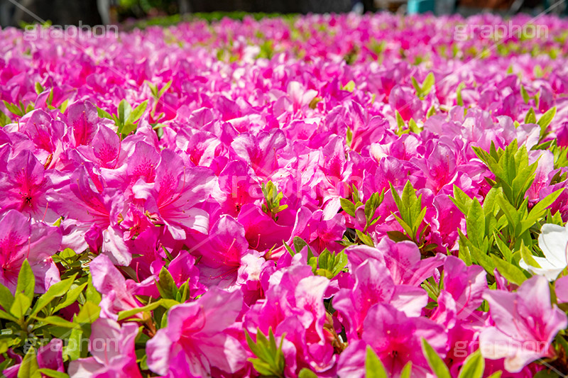 満開のツツジ,ツツジ,花,お花,フラワー,はな,サツキ,シャクナゲ,ツツジ科,咲,春,花弁,綺麗,きれい,キレイ,ピンク,満開,flower,spring,フルサイズ撮影