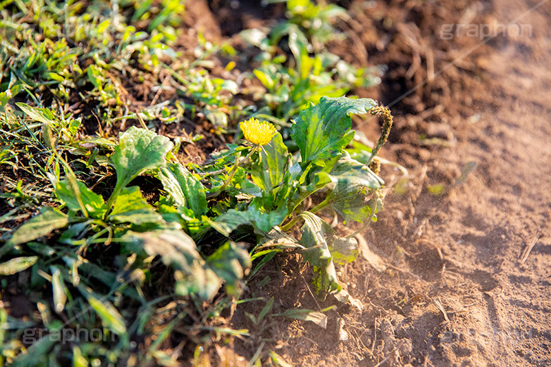 砂ぼこりに耐えるタンポポ,砂,たんぽぽ,タンポポ,野原,花,お花,フラワー,野花,雑草,春,キク科,多年草,フヂナ,タナ,flower,spring,フルサイズ撮影