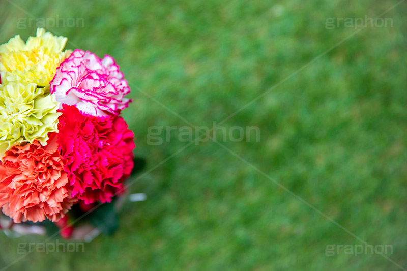 カーネーションの花束,母の日,カーネーション,ナデシコ科,ナデシコ属,花,お花,春,フラワー,花束,贈り物,プレゼント,ありがとう,感謝,お礼,母,お母さん,生花,spring,flower,carnation,present,mother's day,フルサイズ撮影