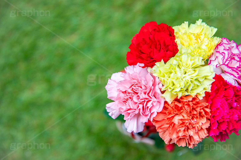 カーネーションの花束,母の日,カーネーション,ナデシコ科,ナデシコ属,花,お花,春,フラワー,花束,贈り物,プレゼント,ありがとう,感謝,お礼,母,お母さん,生花,spring,flower,carnation,present,mother's day,フルサイズ撮影