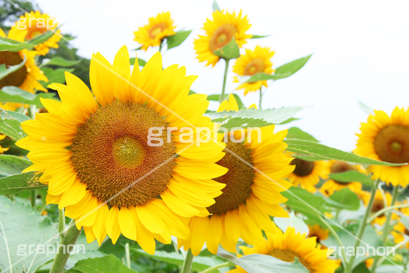ひまわり畑,ヒマワリ畑,ひまわり,ヒマワリ,向日葵,花,お花,フラワー,はな,花畑,キレイ,きれい,綺麗,満開,咲,咲いた,さいた,黄色,日回り,ニチリンソウ,日輪草,ヒグルマ,日車,ヒュウガアオイ,夏の季語,季語,夏,サマー,summer,sunflower,flower