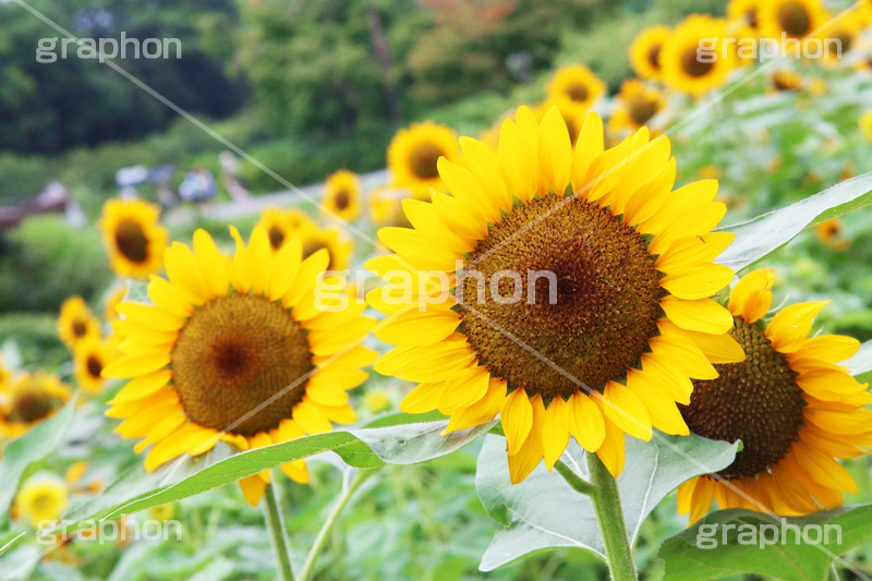 ひまわり畑,ヒマワリ畑,ひまわり,ヒマワリ,向日葵,花,お花,フラワー,はな,花畑,キレイ,きれい,綺麗,満開,咲,咲いた,さいた,黄色,日回り,ニチリンソウ,日輪草,ヒグルマ,日車,ヒュウガアオイ,夏の季語,季語,夏,サマー,summer,sunflower,flower