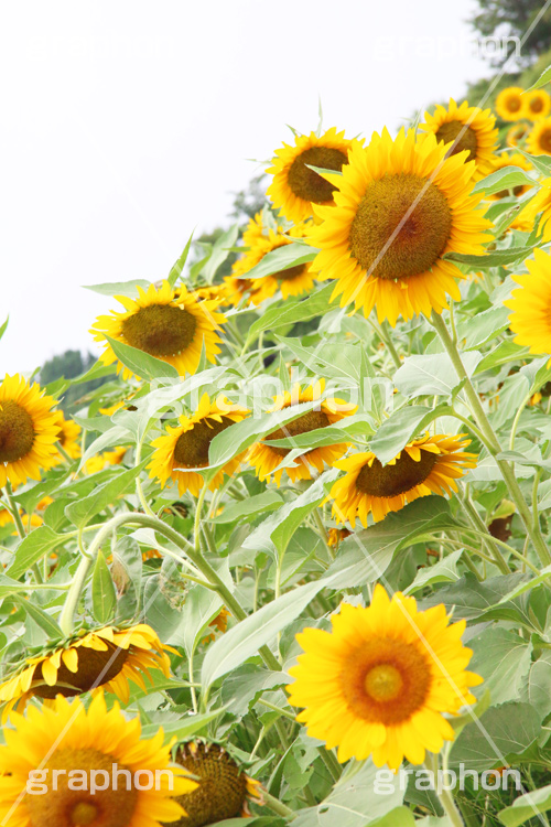 ひまわり畑,ヒマワリ畑,ひまわり,ヒマワリ,向日葵,花,お花,フラワー,はな,花畑,キレイ,きれい,綺麗,満開,咲,咲いた,さいた,黄色,日回り,ニチリンソウ,日輪草,ヒグルマ,日車,ヒュウガアオイ,夏の季語,季語,夏,サマー,summer,sunflower,flower