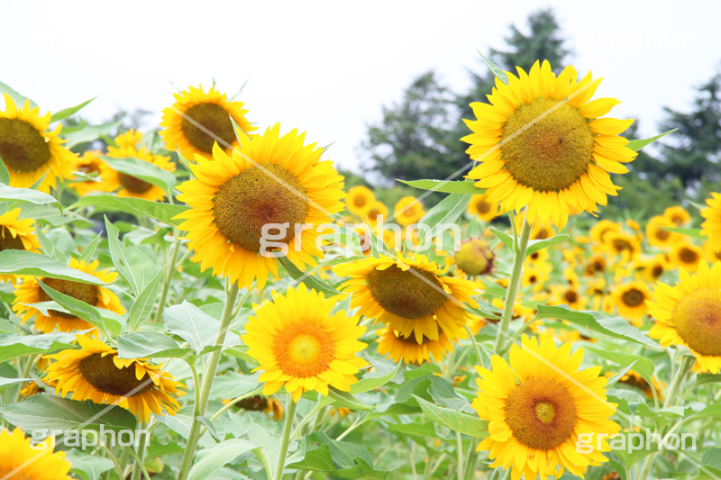ひまわり畑,ヒマワリ畑,ひまわり,ヒマワリ,向日葵,花,お花,フラワー,はな,花畑,キレイ,きれい,綺麗,満開,咲,咲いた,さいた,黄色,日回り,ニチリンソウ,日輪草,ヒグルマ,日車,ヒュウガアオイ,夏の季語,季語,夏,サマー,summer,sunflower,flower
