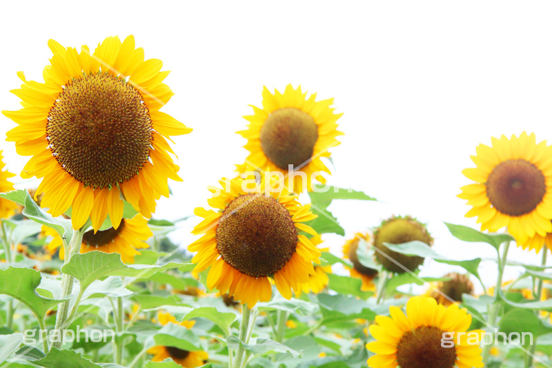 ひまわり畑,ヒマワリ畑,ひまわり,ヒマワリ,向日葵,花,お花,フラワー,はな,花畑,キレイ,きれい,綺麗,満開,咲,咲いた,さいた,黄色,日回り,ニチリンソウ,日輪草,ヒグルマ,日車,ヒュウガアオイ,夏の季語,季語,夏,サマー,summer,sunflower,flower
