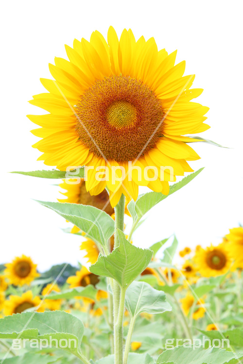 ひまわり畑,ヒマワリ畑,ひまわり,ヒマワリ,向日葵,花,お花,フラワー,はな,花畑,キレイ,きれい,綺麗,満開,咲,咲いた,さいた,黄色,日回り,ニチリンソウ,日輪草,ヒグルマ,日車,ヒュウガアオイ,夏の季語,季語,夏,サマー,summer,sunflower,flower