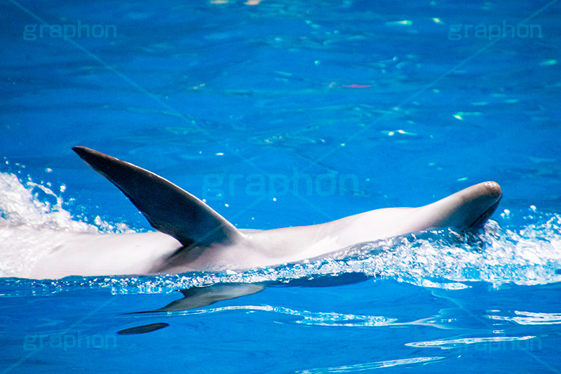 イルカ,泳ぐ,水槽,水族館,アクア,イルカショー,ショー,賢い,fish,aquarium