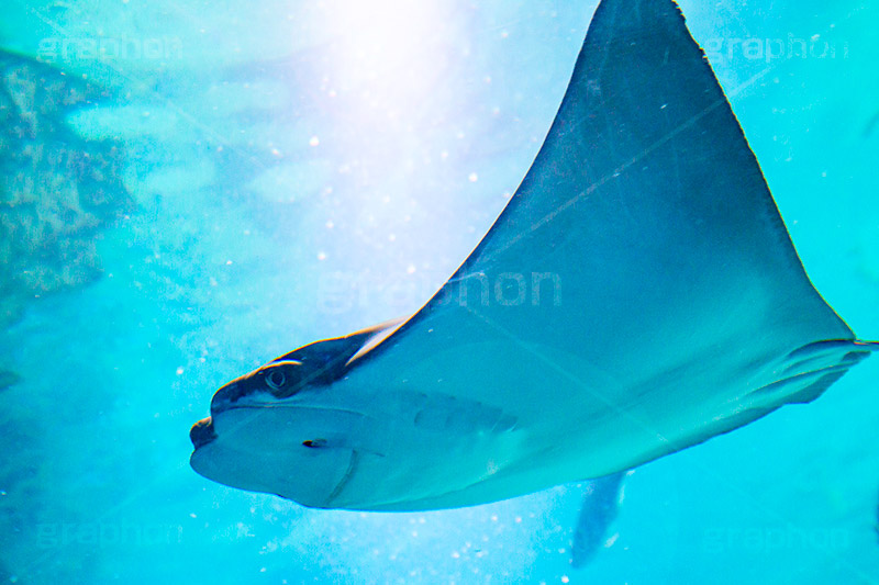 エイ,水槽,水族館,アクアリウム,アクア,魚,深海,平,海鷂魚,フィッシュ,fish,aquarium