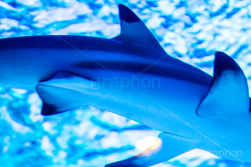 ジンベイザメ,水族館,アクアリウム,アクア,魚,深海,サメ,鮫,水槽,怖い,fish,aquarium