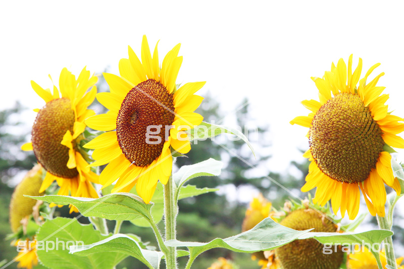 ひまわり畑,ヒマワリ畑,ひまわり,ヒマワリ,向日葵,花,お花,フラワー,はな,花畑,キレイ,きれい,綺麗,満開,咲,咲いた,さいた,黄色,日回り,ニチリンソウ,日輪草,ヒグルマ,日車,ヒュウガアオイ,夏の季語,季語,夏,サマー,summer,sunflower,flower