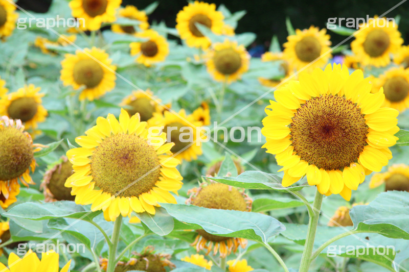 ひまわり畑,ヒマワリ畑,ひまわり,ヒマワリ,向日葵,花,お花,フラワー,はな,花畑,キレイ,きれい,綺麗,満開,咲,咲いた,さいた,黄色,日回り,ニチリンソウ,日輪草,ヒグルマ,日車,ヒュウガアオイ,夏の季語,季語,夏,サマー,summer,sunflower,flower