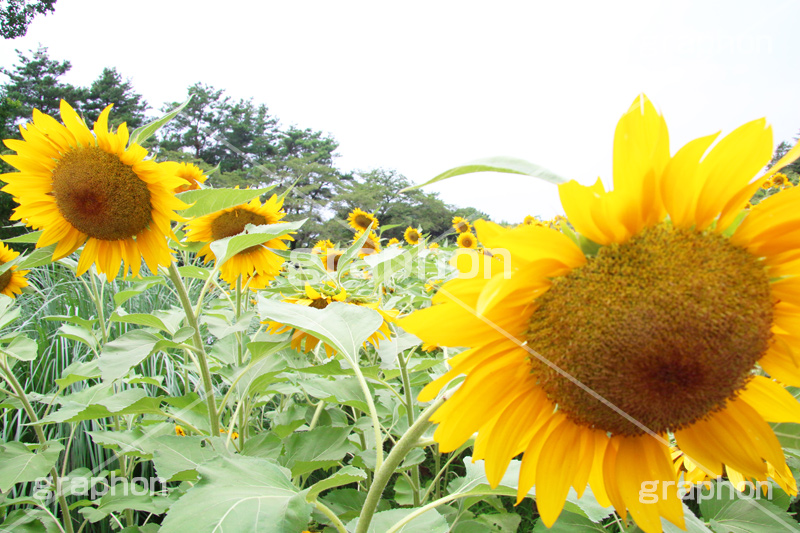 ひまわり畑,ヒマワリ畑,ひまわり,ヒマワリ,向日葵,花,お花,フラワー,はな,花畑,キレイ,きれい,綺麗,満開,咲,咲いた,さいた,黄色,日回り,ニチリンソウ,日輪草,ヒグルマ,日車,ヒュウガアオイ,夏の季語,季語,夏,サマー,summer,sunflower,flower