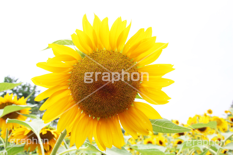 ひまわり畑,ヒマワリ畑,ひまわり,ヒマワリ,向日葵,花,お花,フラワー,はな,花畑,キレイ,きれい,綺麗,満開,咲,咲いた,さいた,黄色,日回り,ニチリンソウ,日輪草,ヒグルマ,日車,ヒュウガアオイ,夏の季語,季語,夏,サマー,summer,sunflower,flower