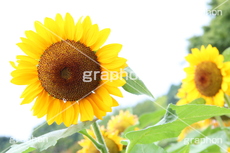 ひまわり畑,ヒマワリ畑,ひまわり,ヒマワリ,向日葵,花,お花,フラワー,はな,花畑,キレイ,きれい,綺麗,満開,咲,咲いた,さいた,黄色,日回り,ニチリンソウ,日輪草,ヒグルマ,日車,ヒュウガアオイ,夏の季語,季語,夏,サマー,summer,sunflower,flower