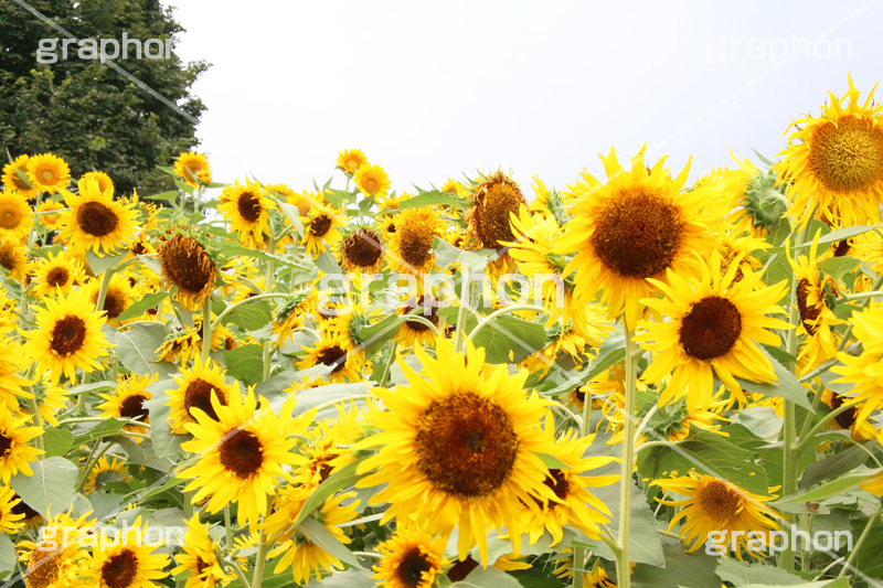 ひまわり畑,ヒマワリ畑,ひまわり,ヒマワリ,向日葵,花,お花,フラワー,はな,花畑,キレイ,きれい,綺麗,満開,咲,咲いた,さいた,黄色,日回り,ニチリンソウ,日輪草,ヒグルマ,日車,ヒュウガアオイ,夏の季語,季語,夏,サマー,summer,sunflower,flower