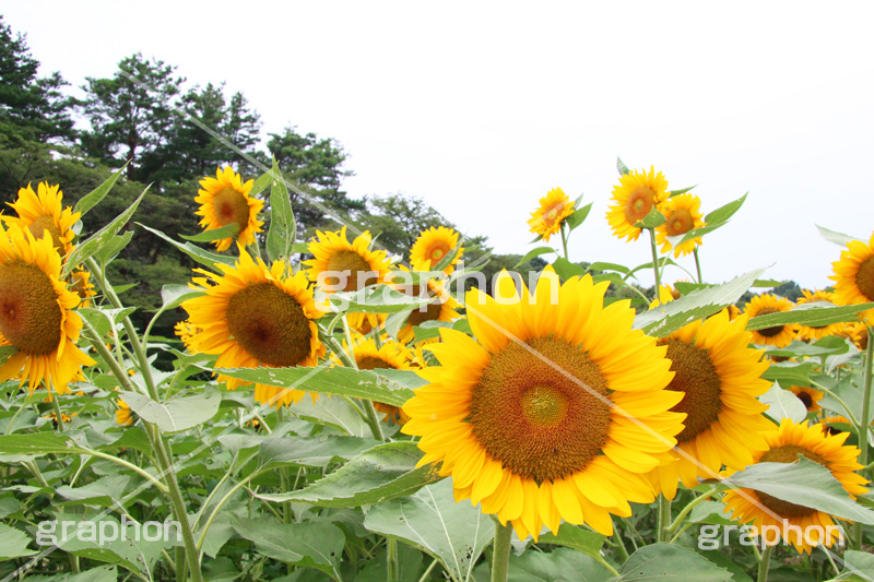 ひまわり畑,ヒマワリ畑,ひまわり,ヒマワリ,向日葵,花,お花,フラワー,はな,花畑,キレイ,きれい,綺麗,満開,咲,咲いた,さいた,黄色,日回り,ニチリンソウ,日輪草,ヒグルマ,日車,ヒュウガアオイ,夏の季語,季語,夏,サマー,summer,sunflower,flower