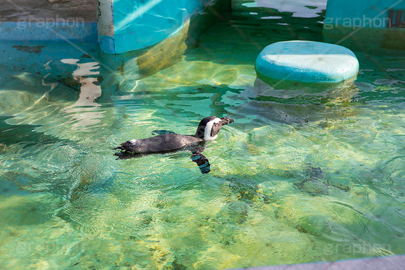 泳ぐペンギン,ペンギン,泳ぐ,海鳥,南半球,鳥,人鳥,アニマル,動物園,animal,penguin,フルサイズ撮影