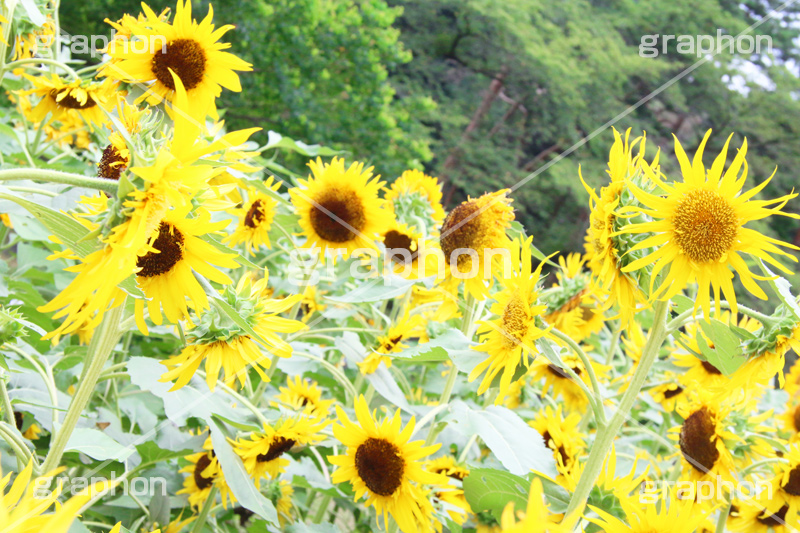 ひまわり畑,ヒマワリ畑,ひまわり,ヒマワリ,向日葵,花,お花,フラワー,はな,花畑,キレイ,きれい,綺麗,満開,咲,咲いた,さいた,黄色,日回り,ニチリンソウ,日輪草,ヒグルマ,日車,ヒュウガアオイ,夏の季語,季語,夏,サマー,summer,sunflower,flower