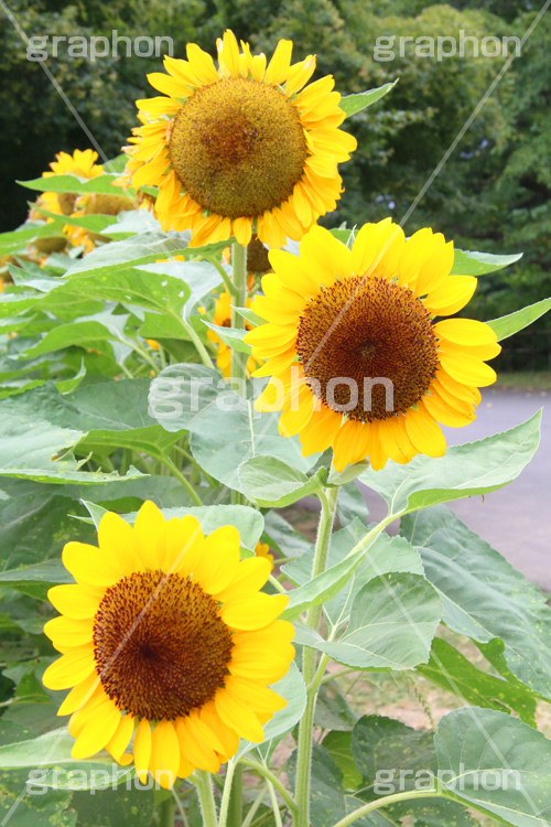 ひまわり畑,ヒマワリ畑,ひまわり,ヒマワリ,向日葵,花,お花,フラワー,はな,花畑,キレイ,きれい,綺麗,満開,咲,咲いた,さいた,黄色,日回り,ニチリンソウ,日輪草,ヒグルマ,日車,ヒュウガアオイ,夏の季語,季語,夏,サマー,summer,sunflower,flower