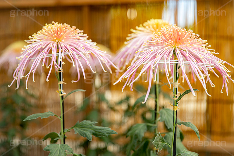 菊,菊花展,靖国神社,菊花紋章,奉納,秋,キク科,多年草,フラワー,花,flower,autumn,japan,フルサイズ撮影