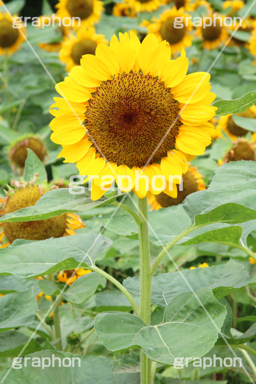 ひまわり畑,ヒマワリ畑,ひまわり,ヒマワリ,向日葵,花,お花,フラワー,はな,花畑,キレイ,きれい,綺麗,満開,咲,咲いた,さいた,黄色,日回り,ニチリンソウ,日輪草,ヒグルマ,日車,ヒュウガアオイ,夏の季語,季語,夏,サマー,summer,sunflower,flower