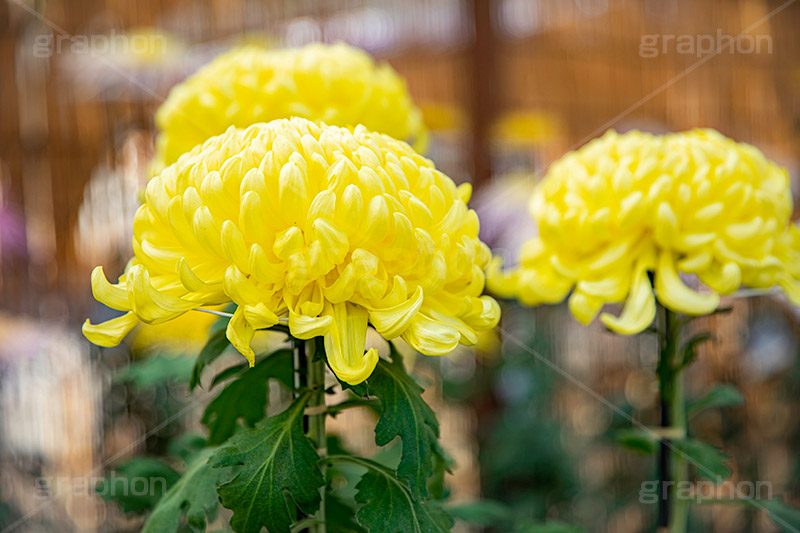 菊,菊花展,靖国神社,菊花紋章,奉納,秋,キク科,多年草,フラワー,花,flower,autumn,japan,フルサイズ撮影