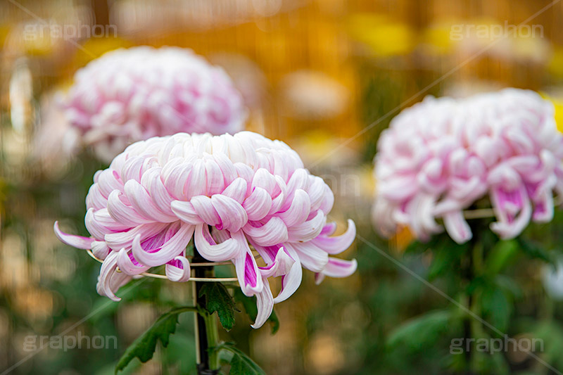 菊,菊花展,靖国神社,菊花紋章,奉納,秋,キク科,多年草,フラワー,花,flower,autumn,japan,フルサイズ撮影