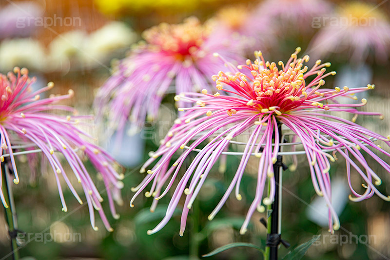 菊,菊花展,靖国神社,菊花紋章,奉納,秋,キク科,多年草,フラワー,花,flower,autumn,japan,フルサイズ撮影