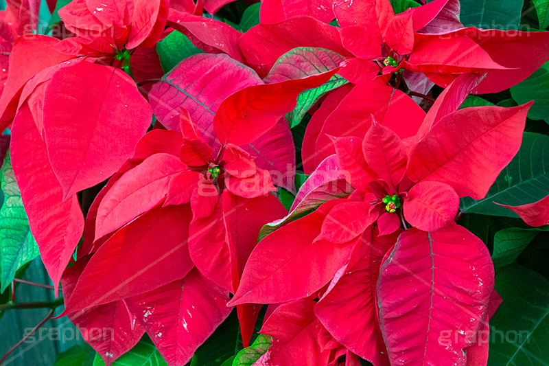 ポインセチア,クリスマスの花,デコレーション,飾り,オーナメント,真っ赤,冬,イベント,行事,花,フラワー,flower,winter,Christmas