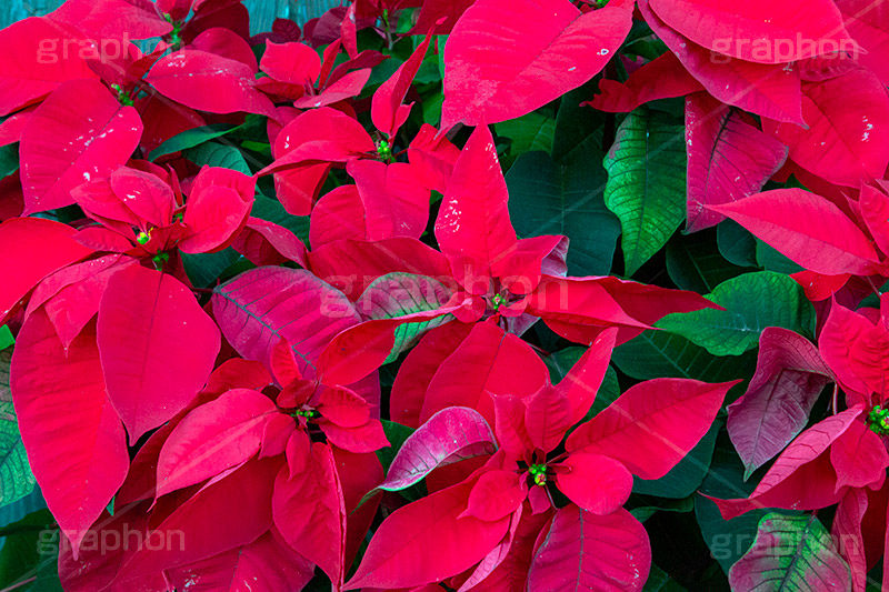 ポインセチア,クリスマスの花,デコレーション,飾り,オーナメント,真っ赤,冬,イベント,行事,花,フラワー,flower,winter,Christmas