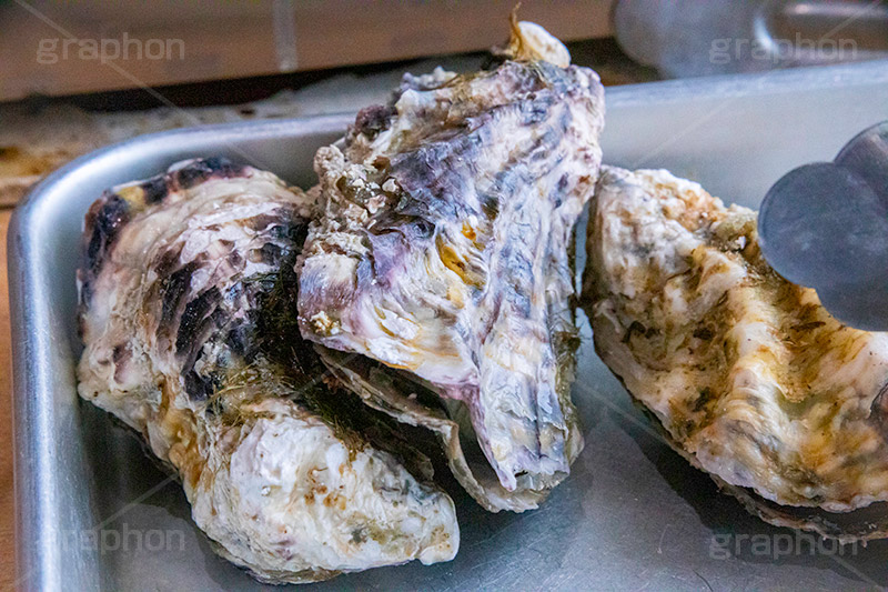 牡蠣,カキ,殻,生,オイスター,浜焼き,海鮮,シーフード,貝,甲殻類,魚介類,海の幸,焼く,漁港,郷土料理,バーベキュー,二枚貝,seafood,フルサイズ撮影