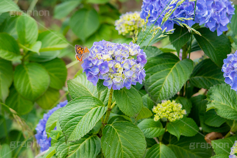 紫陽花と蝶々,あじさい,アジサイ,紫陽花,蝶々,ちょうちょ,チョウチョ,ちょう,昆虫,ベニシジミ,梅雨,つゆ,花,ホンアジサイ,季語,フラワー,6月,flower