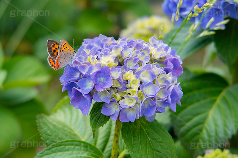 紫陽花と蝶々,あじさい,アジサイ,紫陽花,蝶々,ちょうちょ,チョウチョ,ちょう,昆虫,ベニシジミ,梅雨,つゆ,花,ホンアジサイ,季語,フラワー,6月,flower