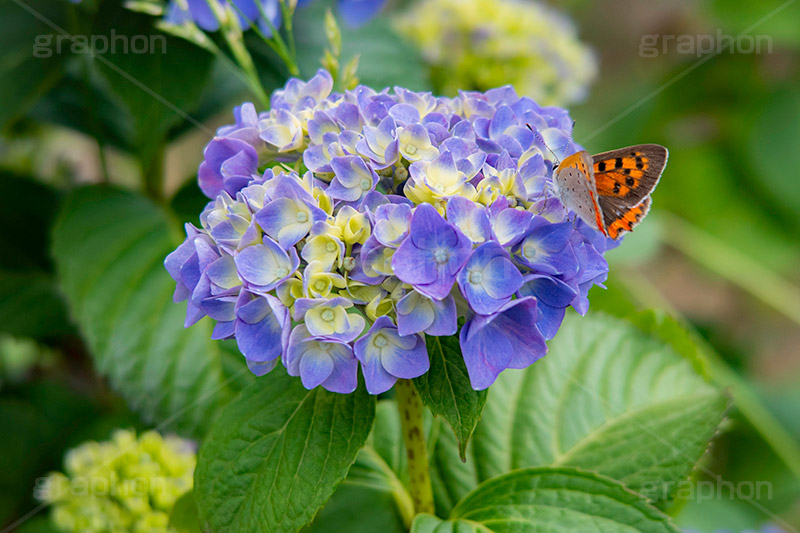 紫陽花と蝶々,あじさい,アジサイ,紫陽花,蝶々,ちょうちょ,チョウチョ,ちょう,昆虫,ベニシジミ,梅雨,つゆ,花,ホンアジサイ,季語,フラワー,6月,flower