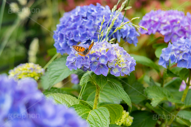 紫陽花と蝶々,あじさい,アジサイ,紫陽花,蝶々,ちょうちょ,チョウチョ,ちょう,昆虫,ベニシジミ,梅雨,つゆ,花,ホンアジサイ,季語,フラワー,6月,flower